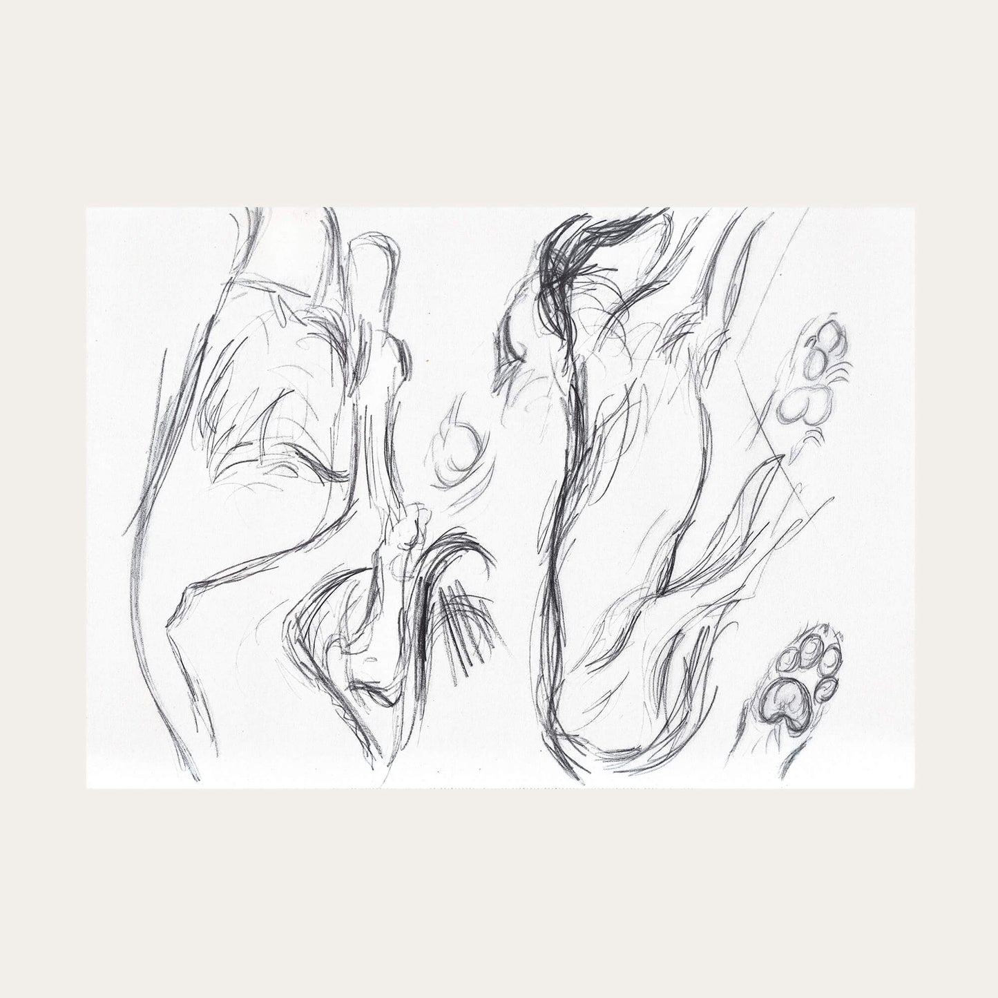 Univers animalier